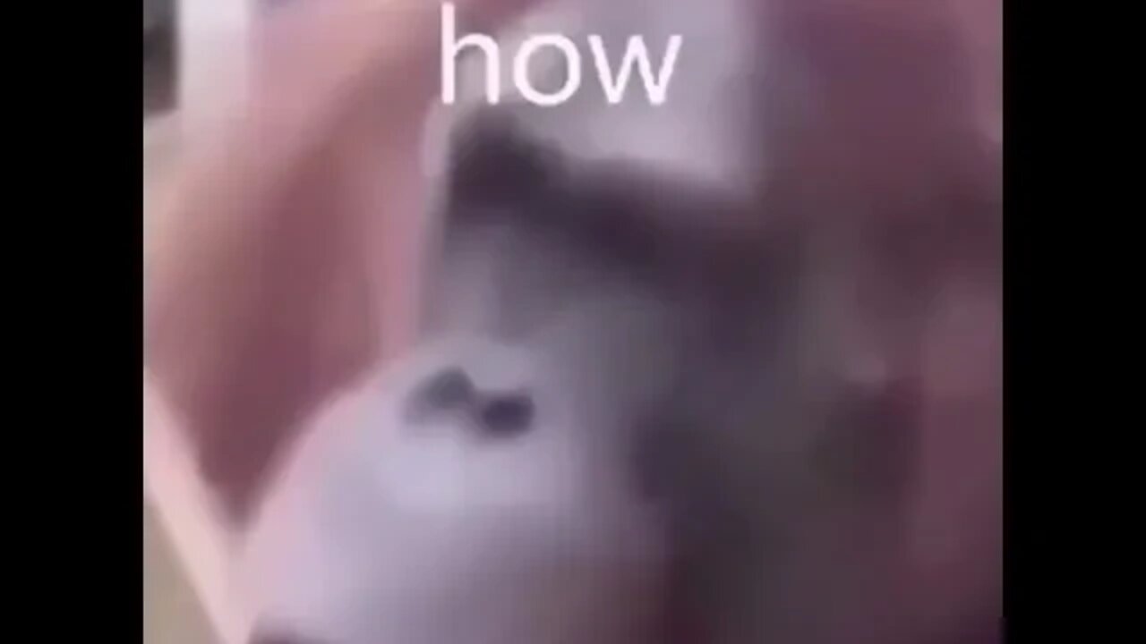 Orangutan Using Tools