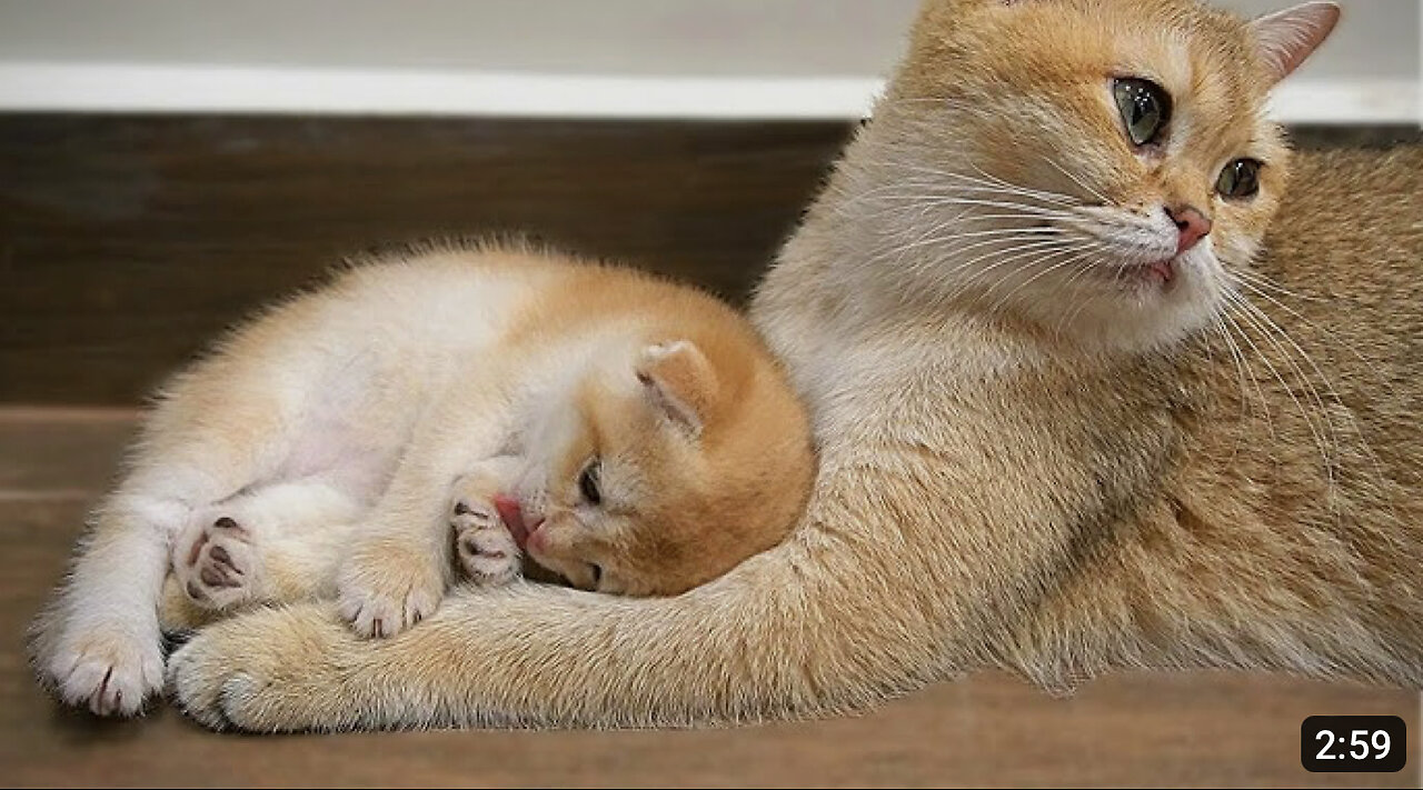 Baby kitten Jiro loves mom cat too much and lovingly wraps around her