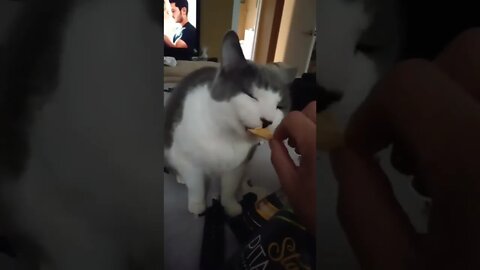 My Cat Eating Pita Chips🤣🤣🤣🤣🤦‍♀️