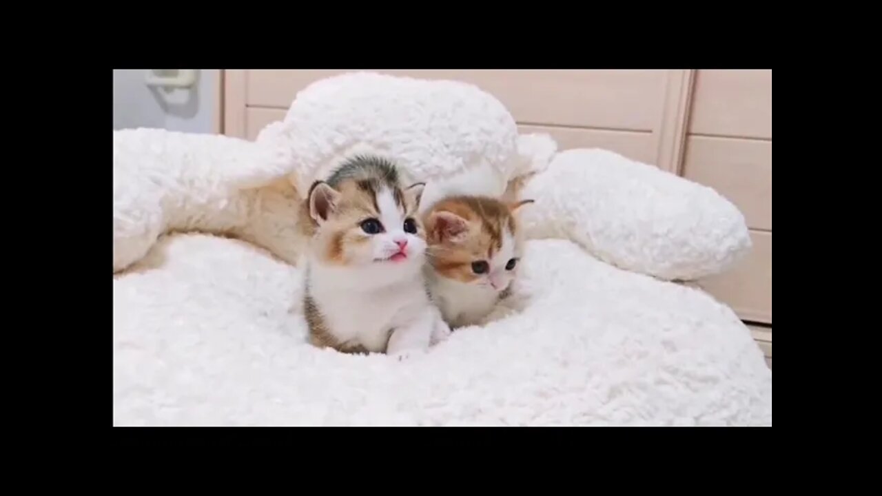 🐱Cutest Cats🐱Videos Compilation#070