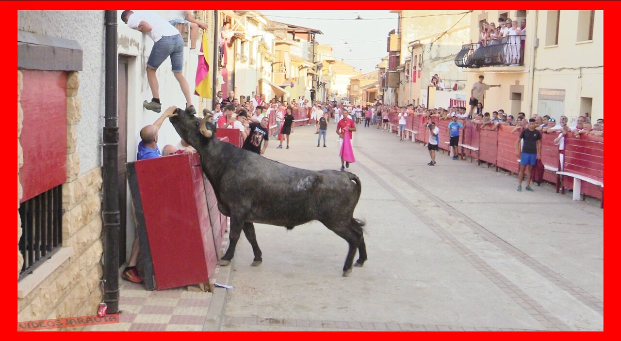 CADREITA ( NAVARRA ) TARDE VACAS EN CALLE ( SABADO 22 JULIO 2023 ) GANAD.ADRIAN DOMINGUEZ