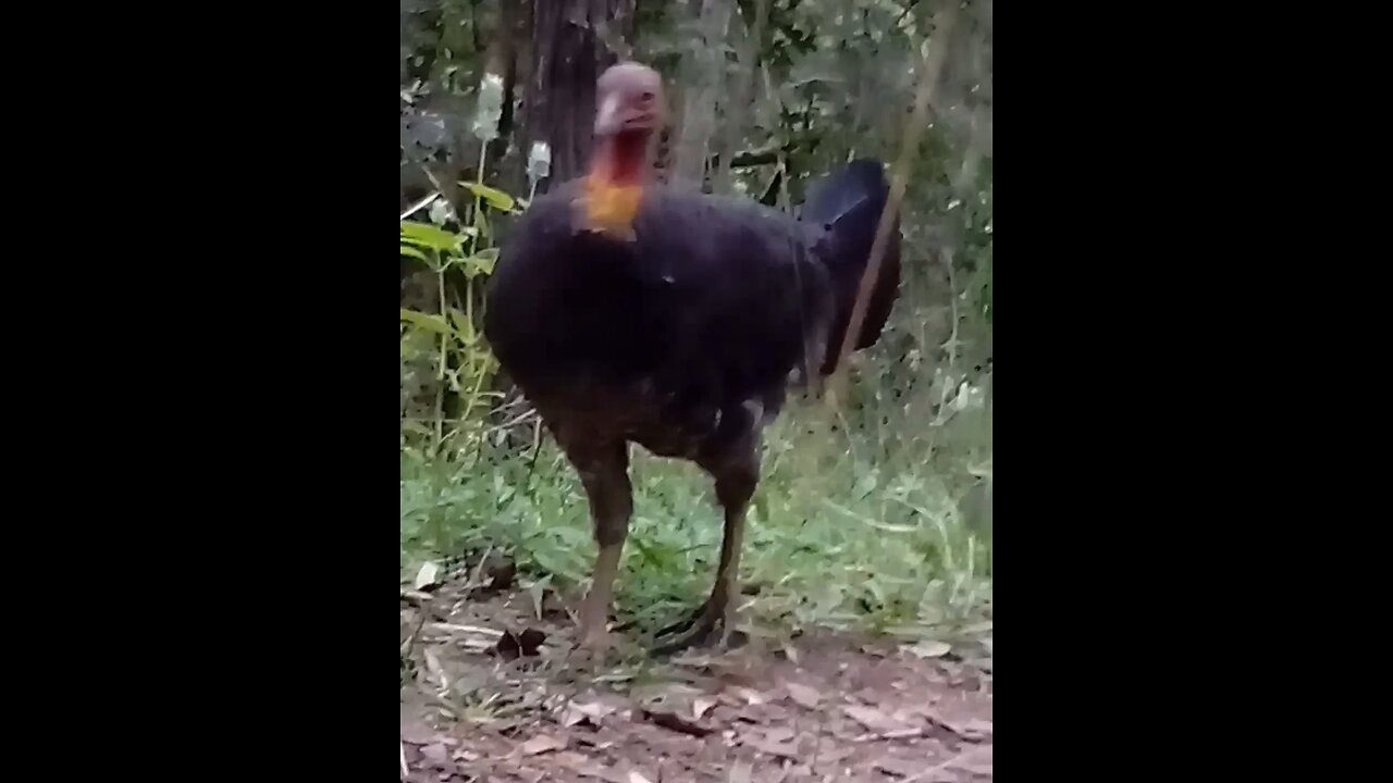 Two Handsome Lads 🦘🦃💪 Close Up of Bush Turkey with Goggles for Company.