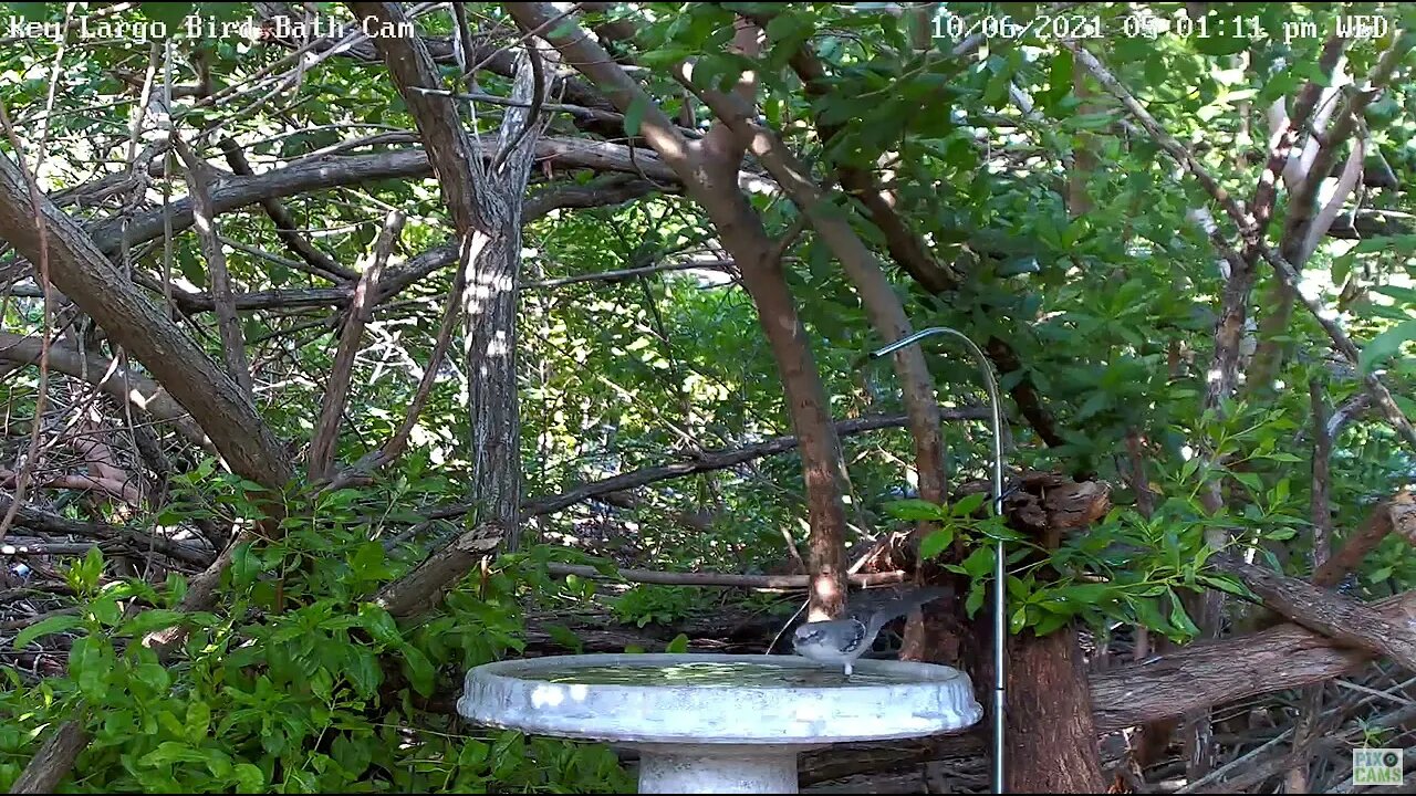 Northern Mockingbird Bath