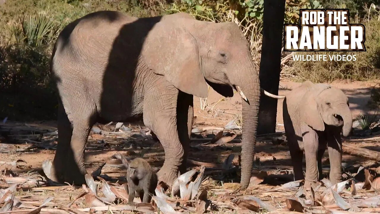 Elephants And Baboons Eating Palm Fruit | Buffalo Springs | Zebra Plains On Tour