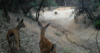 Game Cameras 2019 Summer Shasta County CA