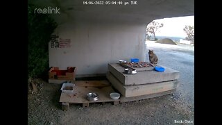 Rusty cat ready for food