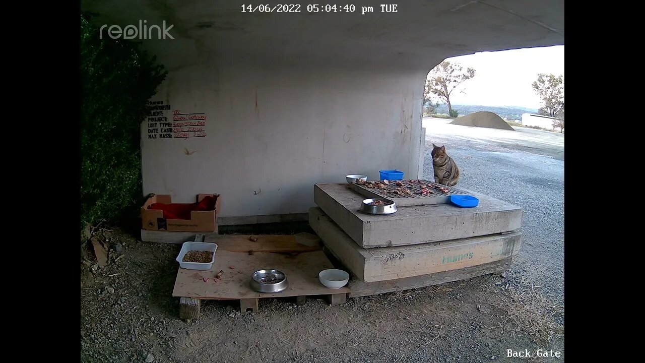 Rusty cat ready for food