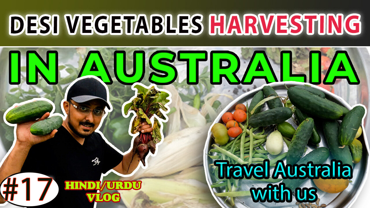 Desi Vegetable Harvesting in Australia #Sydney #harvest #vegetables