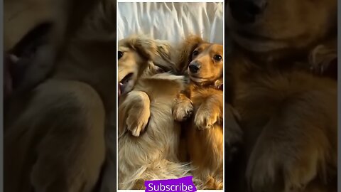 Funny dog video