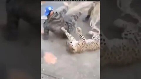 leopardo atacando as pessoas