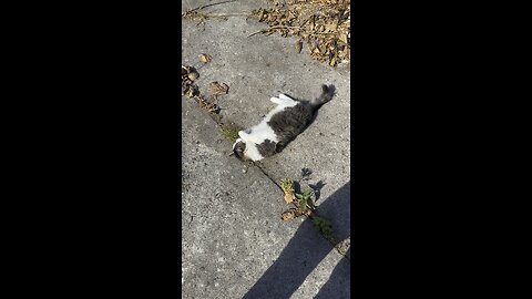 CAT , PET , CUTE
