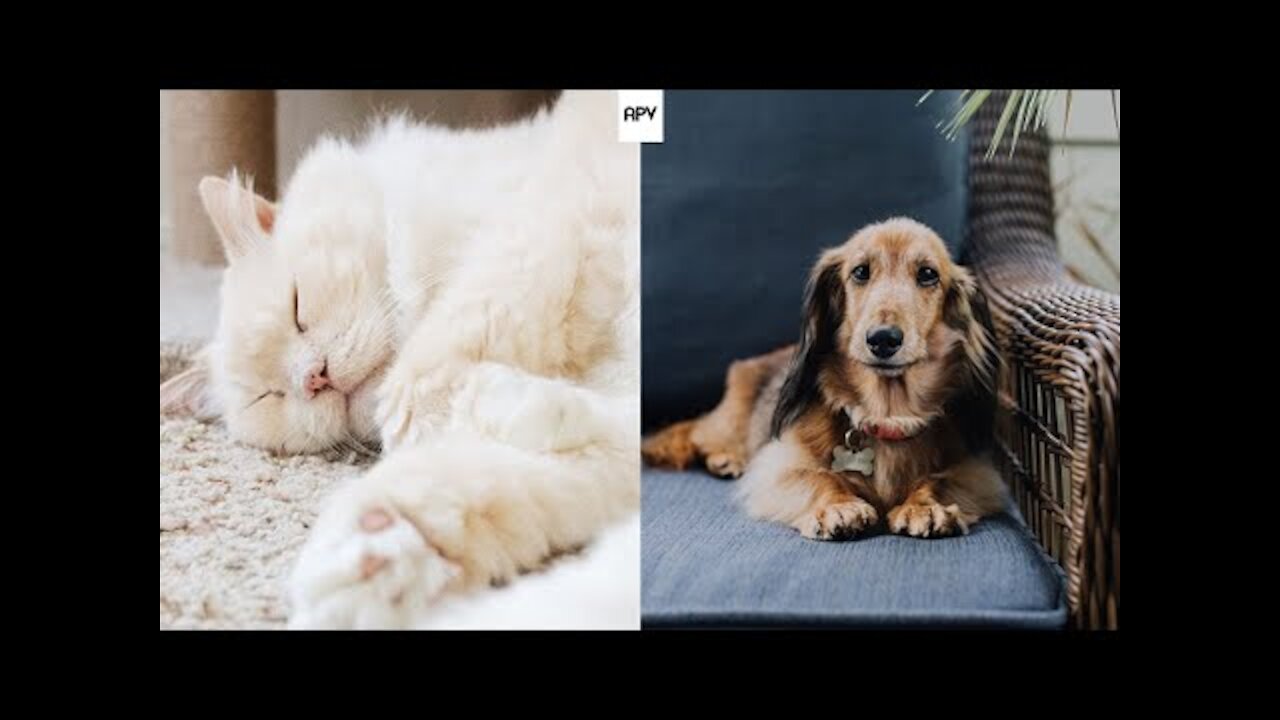 Cute And Funny Pets Try Not To Laugh To These Pets Compilation 13 @anupctg