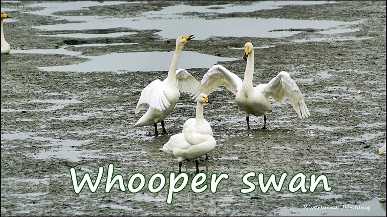 Whooper swan