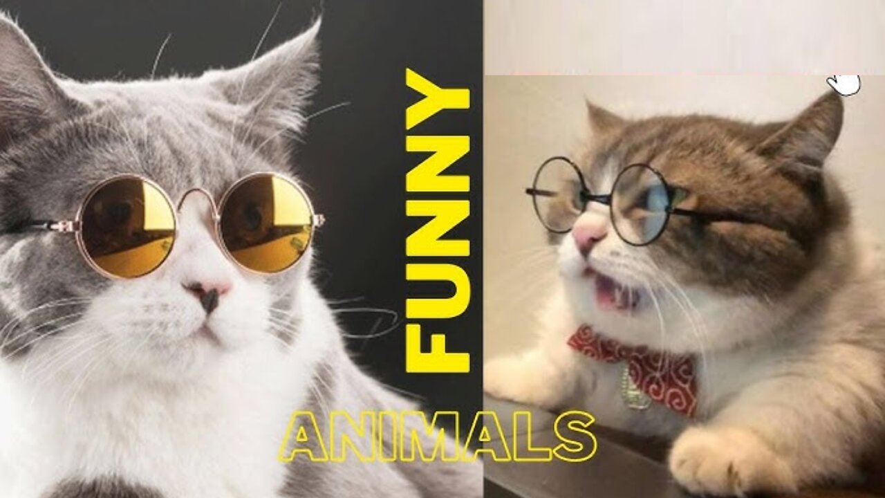 Most funny cute animals videos 😺🐈