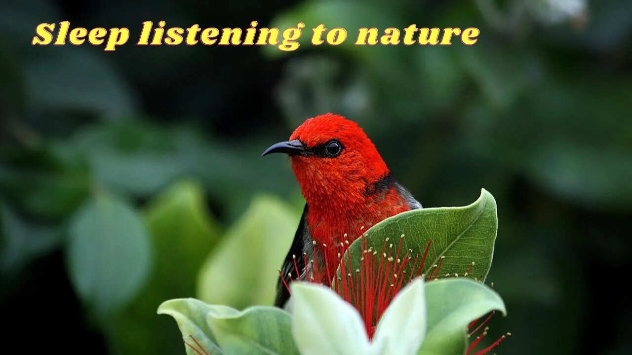 Good Dreams Relaxing Music to Sleep and Relieve Insomnia - Sleep Quiet