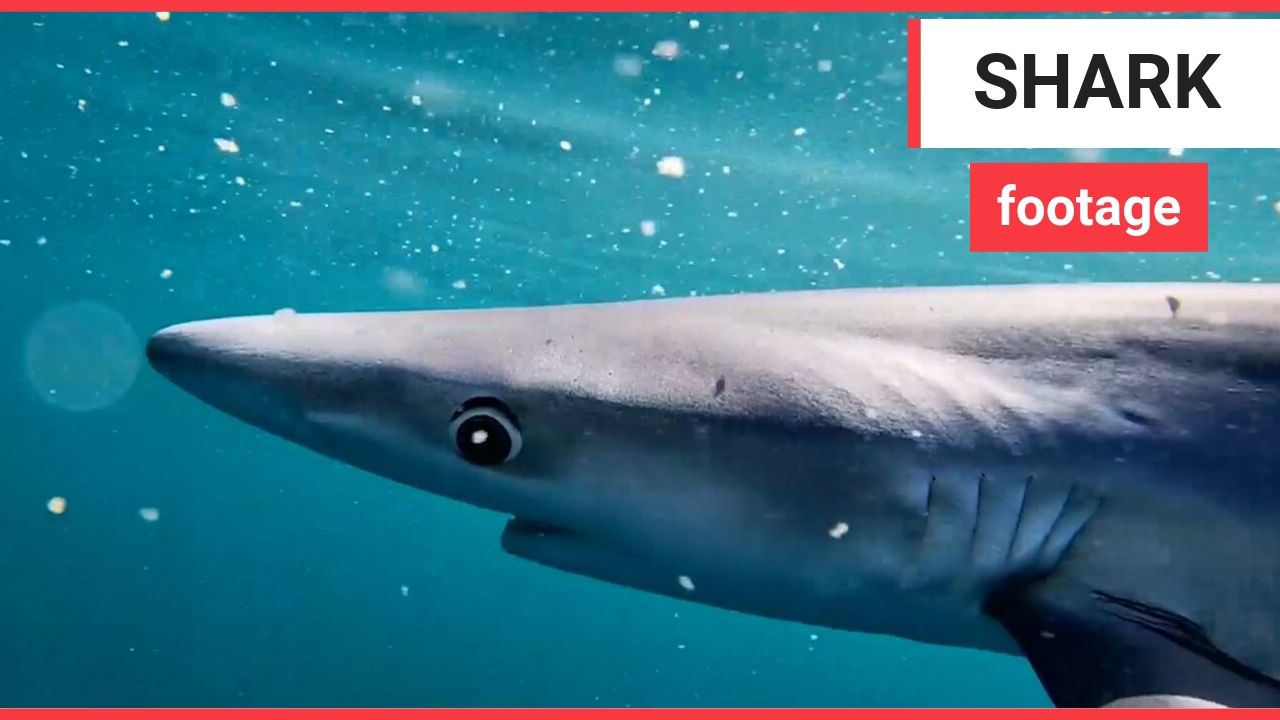 Stunning footage shows a blue shark swimming