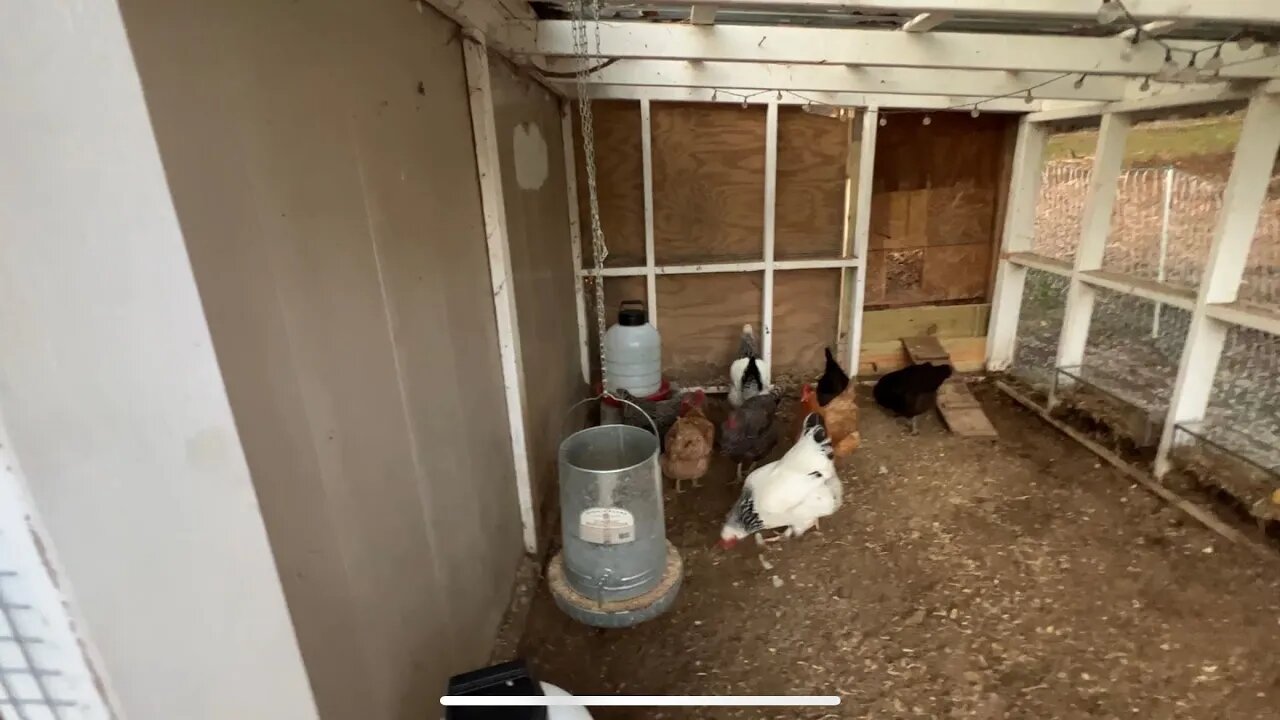 Winter is coming! Big changes for the backyard chickens!