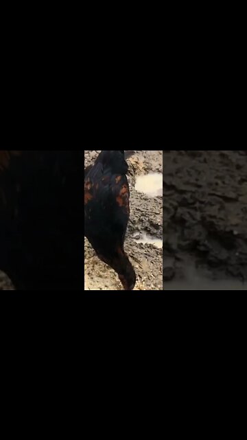 Little black chicken 14 weeks old