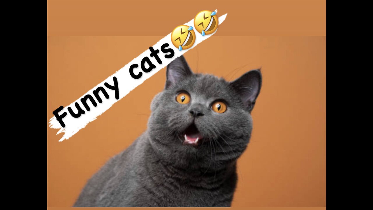 Most funny cat videos