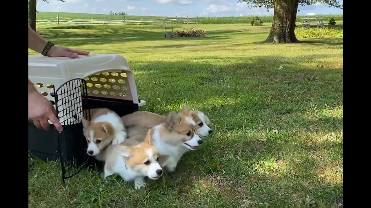 Corgi Loves Farm Life | Funny