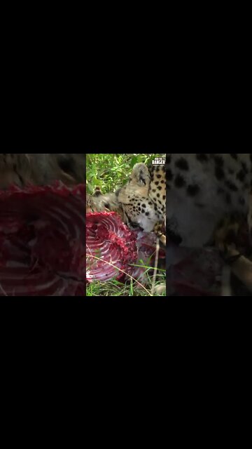 Cheetahs Feed | Saturday #shorts #giveityourbestshort