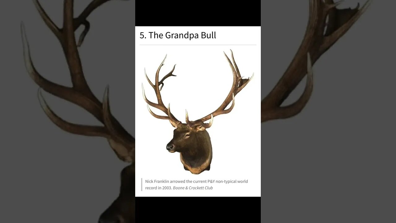 Huge Elk