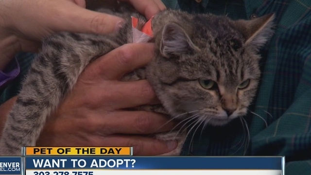 Pet of the day for December 4th - Angel the kitten