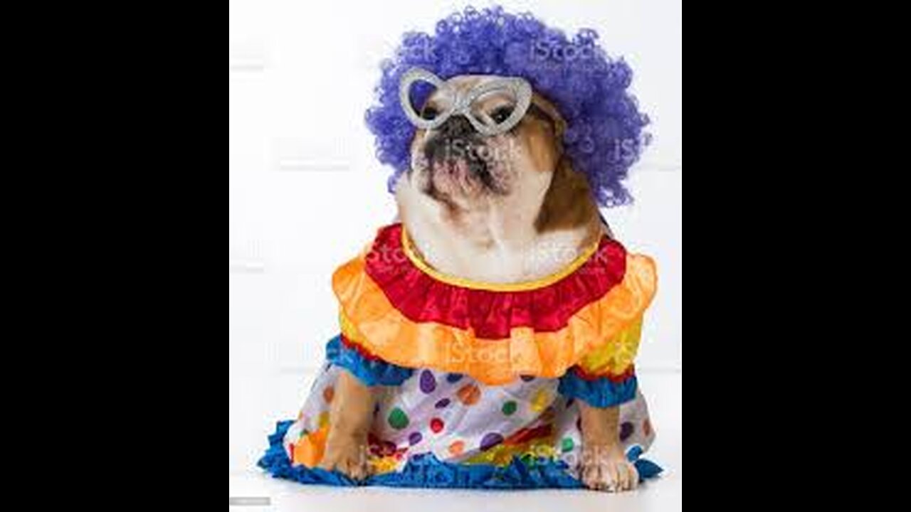ANIMALS THAT ARE FUNNIEST - Cute and Funny Animals