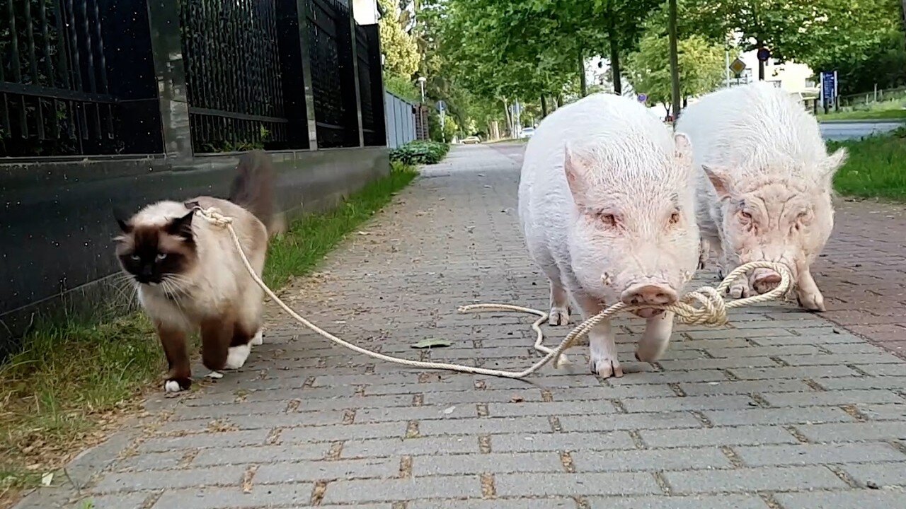 Animals being Best Friends!!