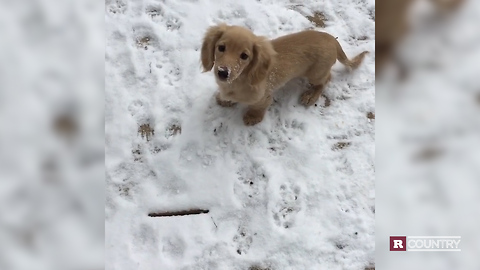 Meet Hunter Kelly's new puppy Mandrell | Rare Country