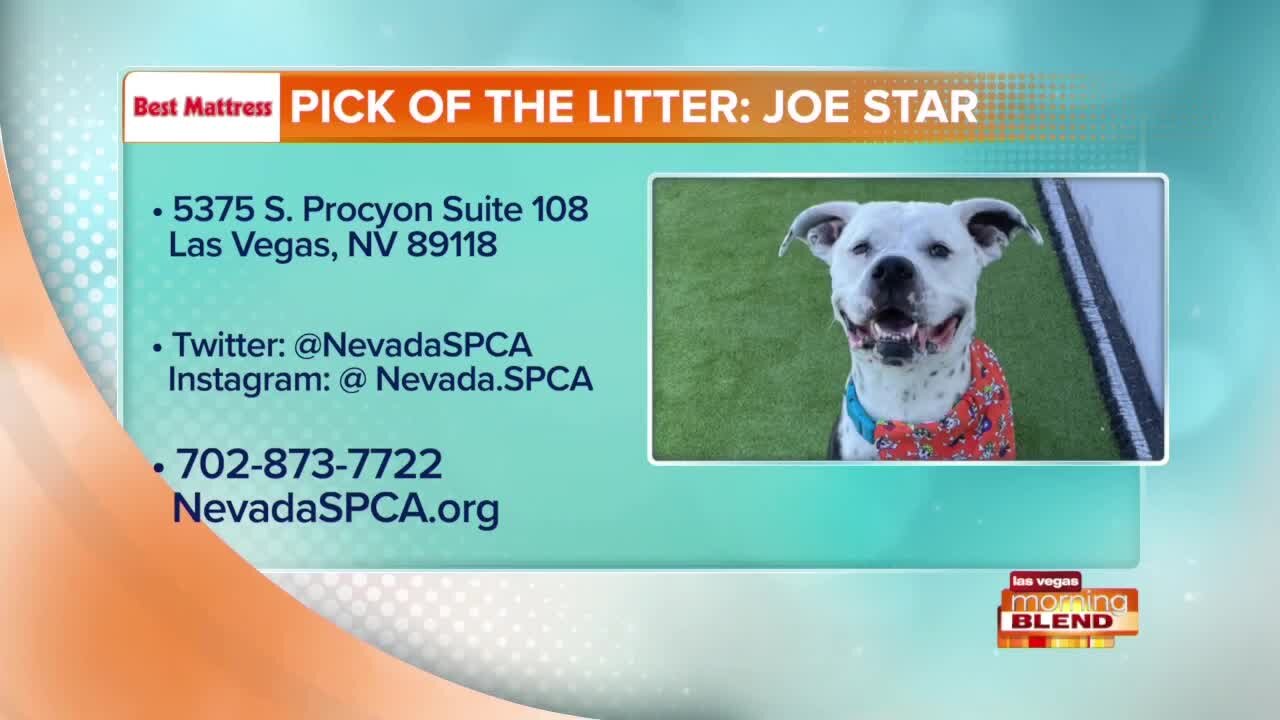 PICK OF THE LITTER: Joe Star!