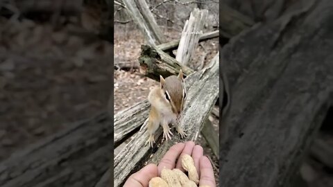 Chipmunk Standing