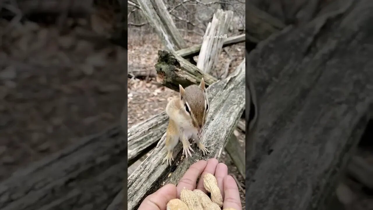 Chipmunk Standing