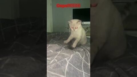 Funny cat videos | Cat videos | Funny videos #shorts #short #viral #youtubeshorts #tiktok #cat #usa