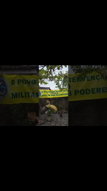 Galos gêmeos e galinha manhã de 31 de Julho de 2022