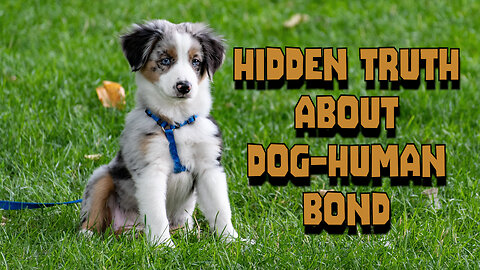 Hidden truth about dog human bond #dog #doglover #humandog #pets #doglife #dogandhuman #petlover