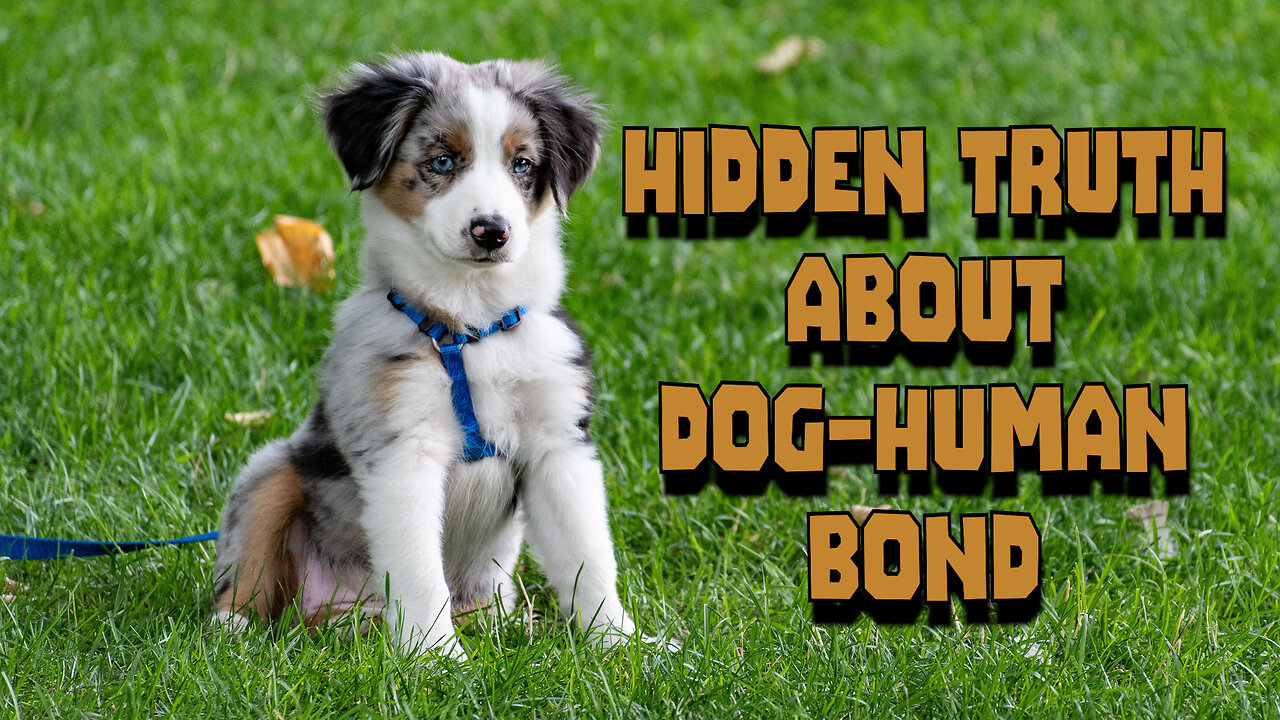Hidden truth about dog human bond #dog #doglover #humandog #pets #doglife #dogandhuman #petlover