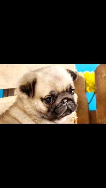 🐶"Cute Pug Puppies' Playtime Fun"🐶