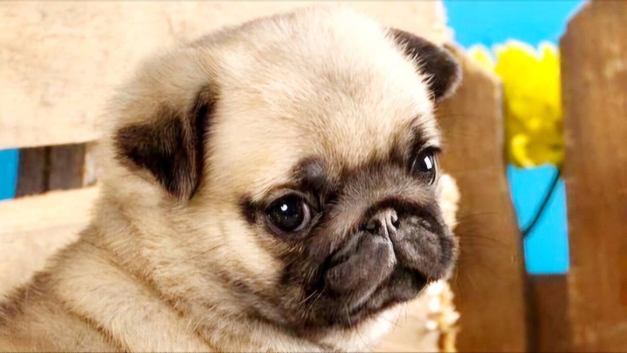 🐶"Cute Pug Puppies' Playtime Fun"🐶