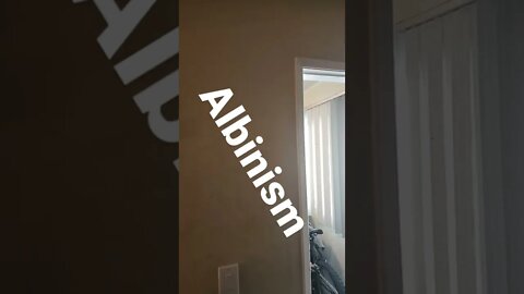 #Billy John meets an albino fan that lives in his grandparents basement. that will not go in to sun!