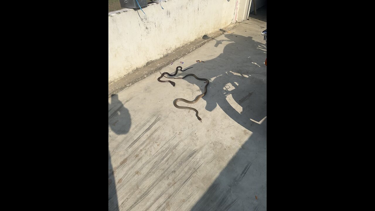 Snake