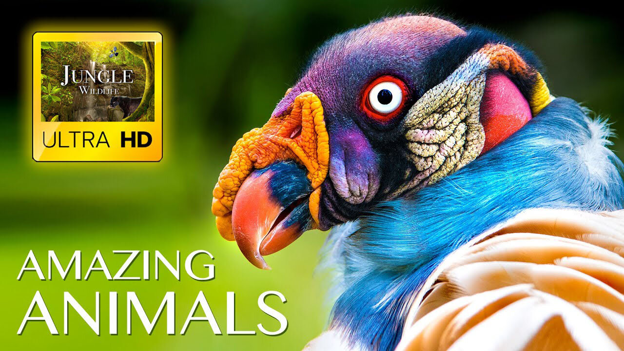 Amazing Wild Animals in ULTRA HD • Nature Sounds Relaxing Music with Birds Chirping