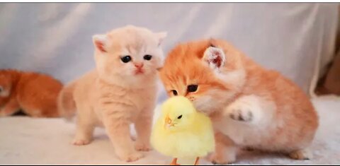 CUTEST ANIMALS 2023 CUTE CATS