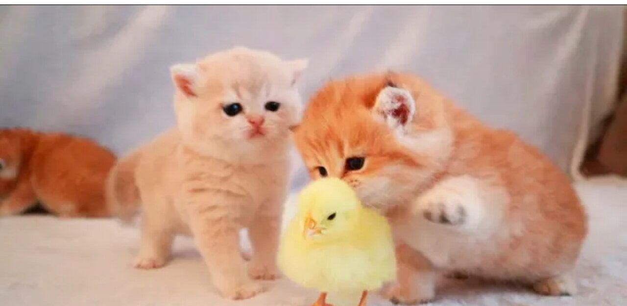 CUTEST ANIMALS 2023 CUTE CATS