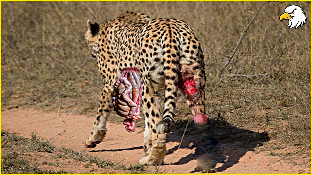 Injured Cheetah When Choosing Wrong Opponent, Can It Survive ? Wild Animals