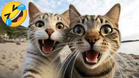 Funniest Cats 😹