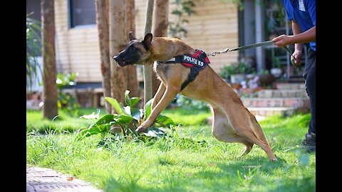German Shepherd or any guard Dog Training Step by Step!