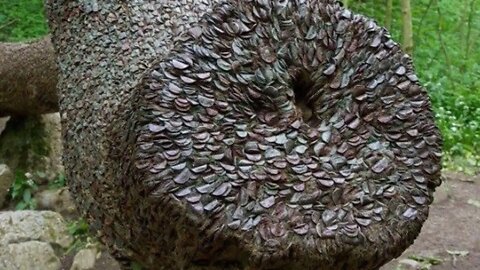 12 Most Strange And Incredible Finds In The Forest-2