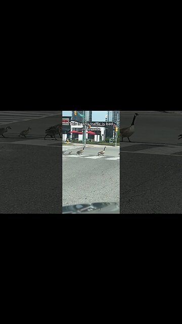 Why Toronto Traffic is Bad