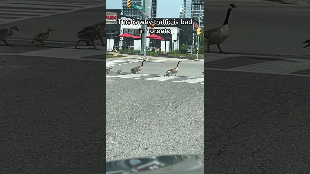 Why Toronto Traffic is Bad